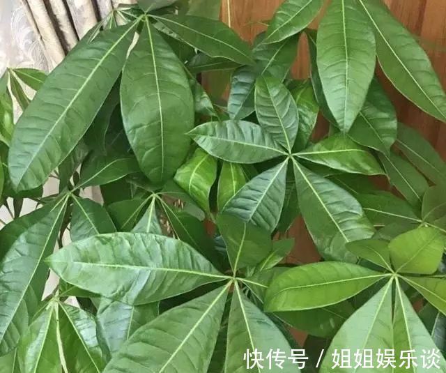 喷洒|给发财树喷一点小玩意，叶子翠绿发光，新芽新枝条蹭蹭冒