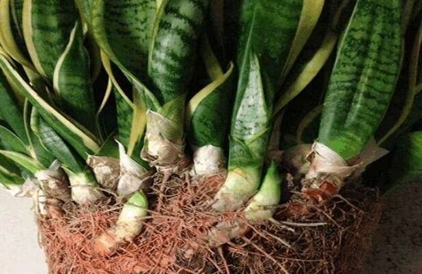 公公养虎皮兰有妙招,在花盆加这点东西,保准叶片翠绿侧芽不断