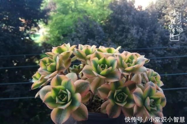 艳日辉|我是多肉飘窗党,我来晚了!我是多肉飘窗党,我来晚了!