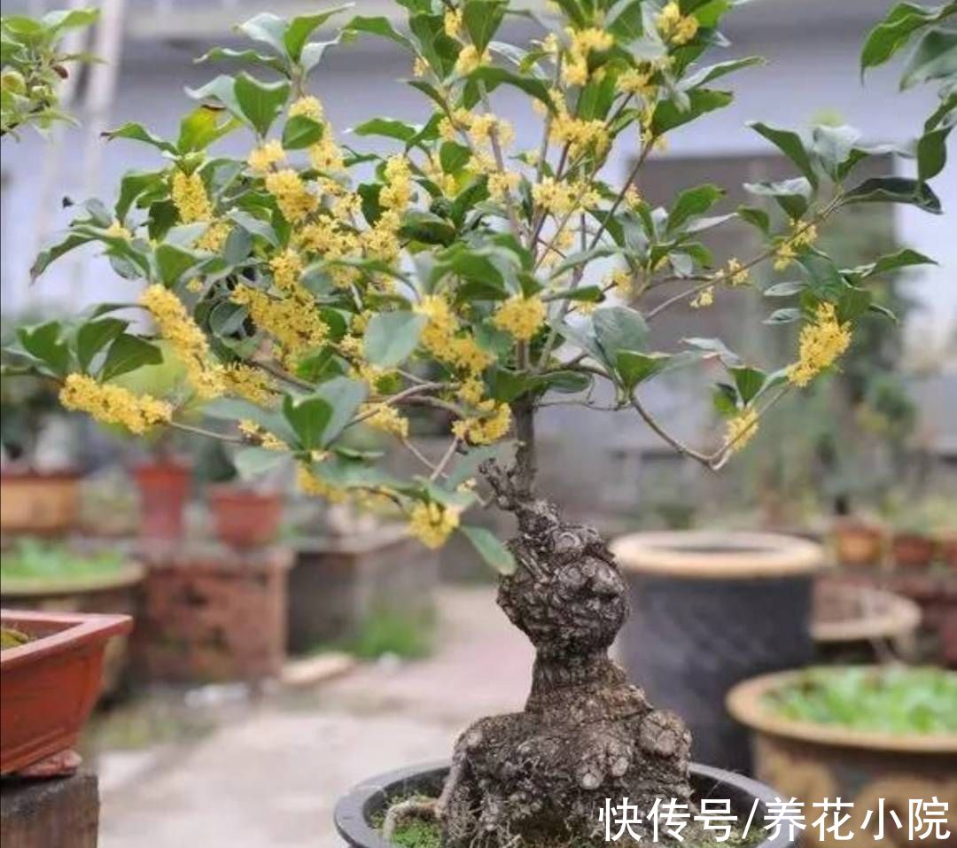 桂花|9月养2种花，多补磷钾肥，花苞长得又多又大