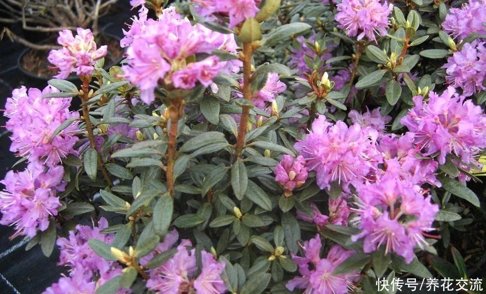 13种耐寒的盆栽花卉，零下20多度可存活，大部分南方也能种