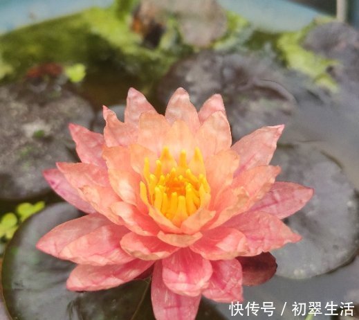 枯萎|6种花只需种一盆，就能年年开花，想养死都难，而且越长越多