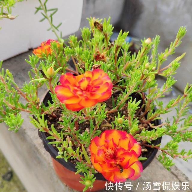 浇水|太阳花开花少有1个“小技巧”，开花量大10倍，秋天花儿开不停