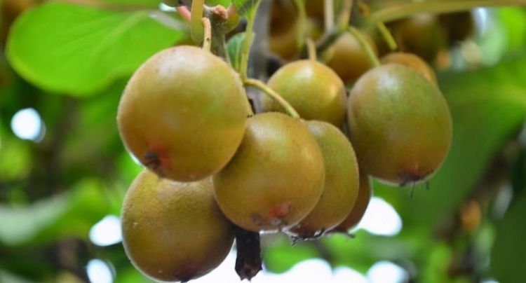 猕猴桃|每天晚上多吃3种食物,营养丰富、延缓衰老,早吃早受益!