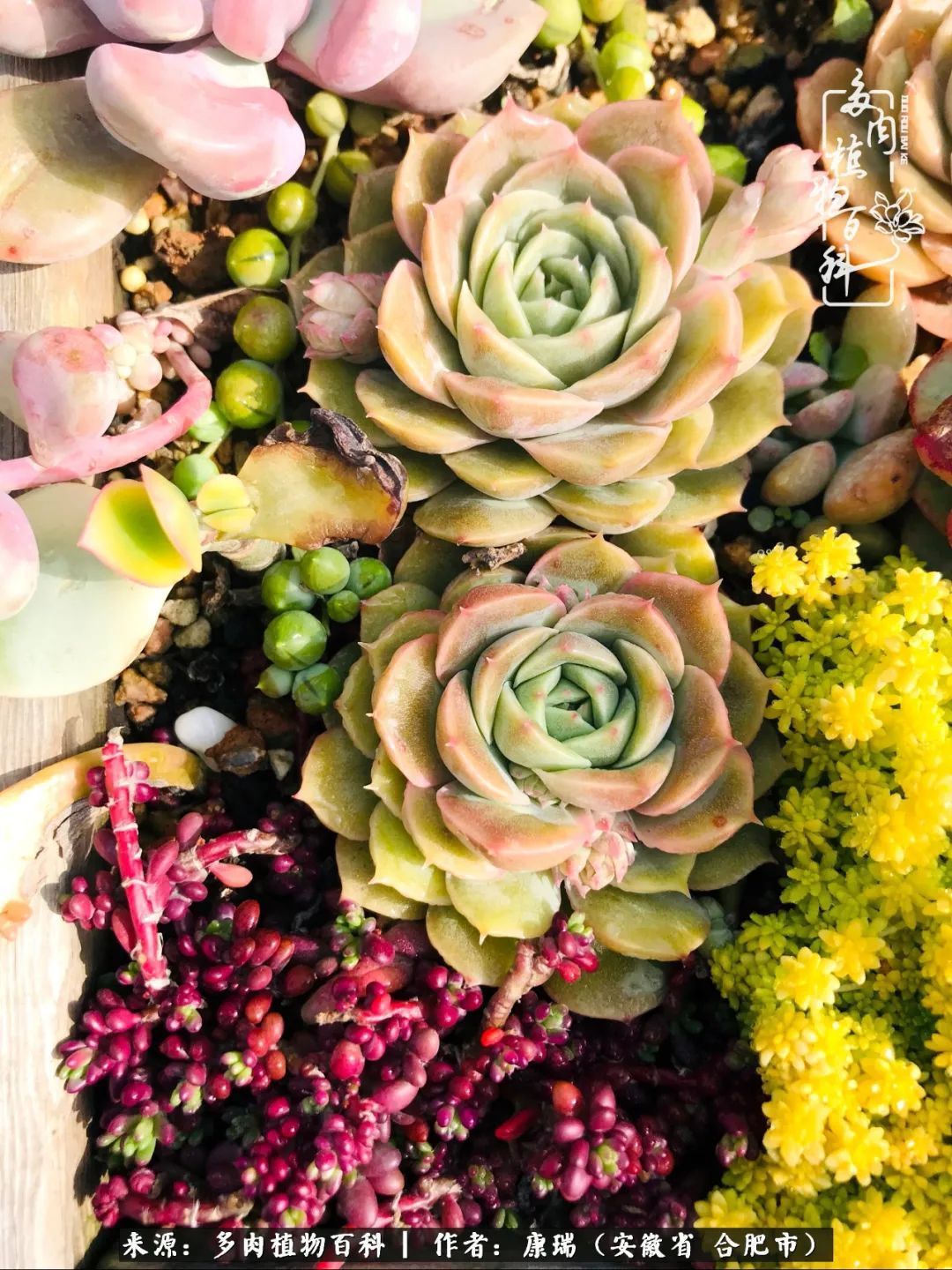 养肉之路，道阻且长，累的是身体，净的是心灵！