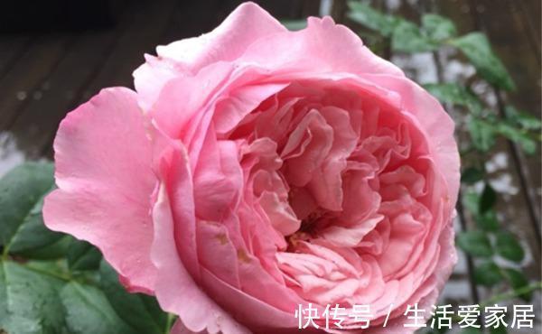 花型|10款切花月季品种推荐,送给爱你的人和你爱的人,快收藏