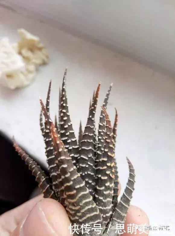 这些花千万别乱晒太阳,晒一盆死一盆