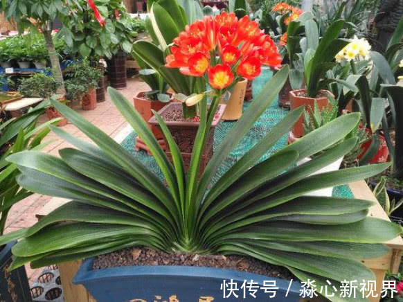 君子兰|养绿萝、君子兰,学会1招,叶片油绿,新芽噌噌冒,花开多又艳!