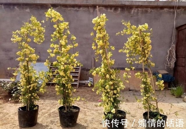 这种花不怕冷，好养易活，适合秋冬季节栽种，慢慢长成一片“海”