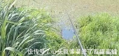 水草处|秋钓草边“三钓”、“三不钓”,用好了总有一次要爆护!