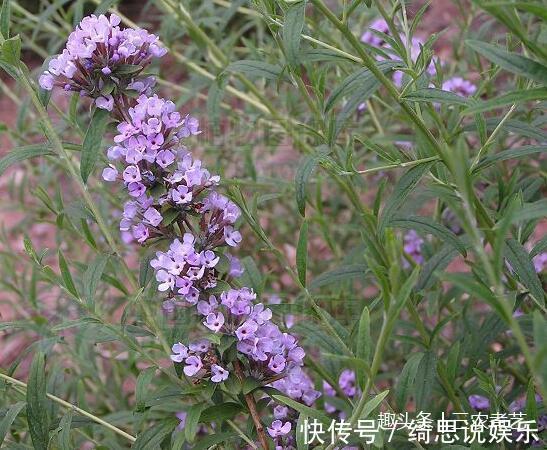 白芨|农村这个植物，一个名字竟是两种东西，一种能毒鱼一种治痔疮