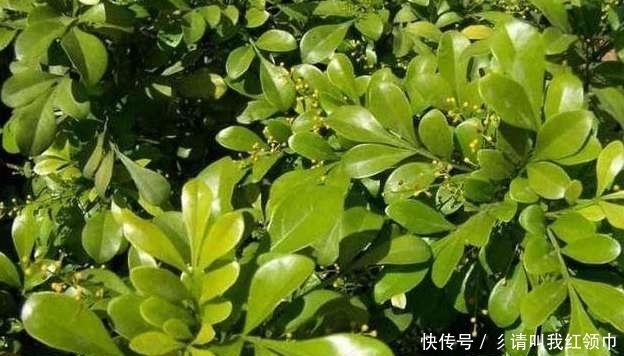 土壤|用这招来养盆栽米兰，一年四季都开花不断