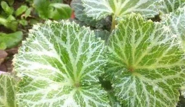 金钱草|农村常见的这七大野草,常吃清肺热,降三高,在城里吃不到!