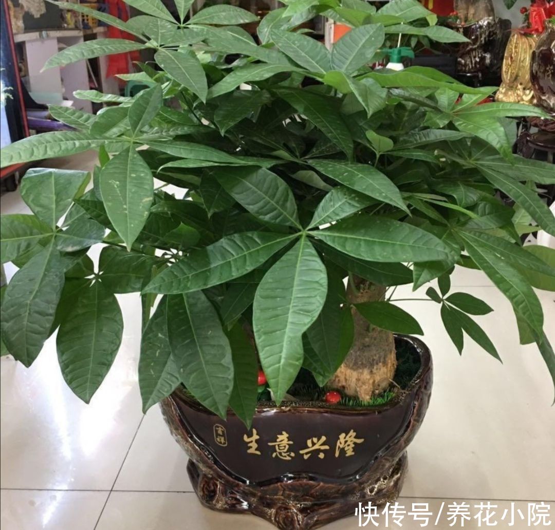 红豆杉|养花不如养树，5种“富贵树”，摆在家里招财又旺宅