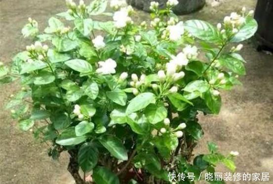 花盆里放点此个，一个月就爆盆了，两年都不黄叶