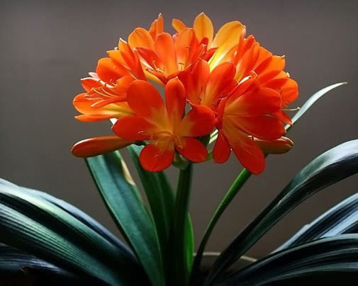 兰花|君子兰花清香叶翠绿,教你种植君子兰的3个小妙招,值得大家尝试