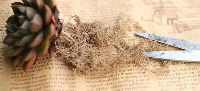 植物|刚买回来的多肉植物要注意