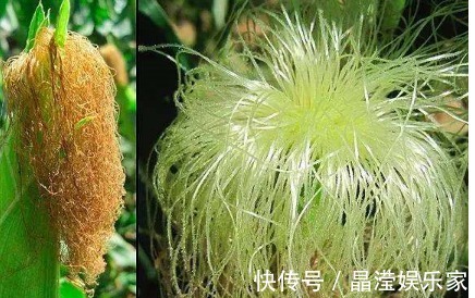 无花果类|5种去胎毒食物,孕妈常吃,宝宝出生后不仅健康,皮肤也好