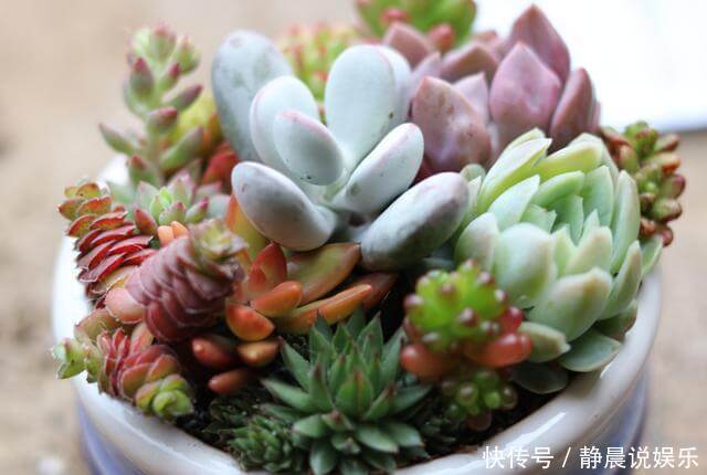 还在花钱买花遇上“6种花”掐根枝回来,插到土里就活,很简单