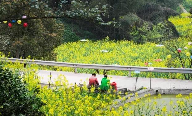 巴南|春游川渝丨金黄的花海，巴南这个地方油菜花正盛