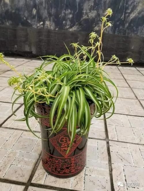 净化|室内放这3种花,怡情养性,旺人旺财,你也要记得放一盆!