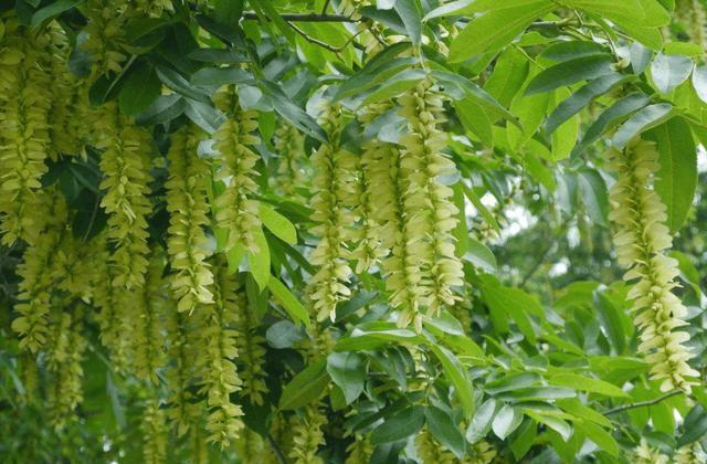 薏仁|稳定血糖的天然“胰岛素”,找到了,每天坚持吃几口,血糖稳又平