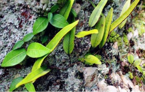 岩石|一种“精灵草”,专长岩石上,民间拿来泡水喝,野外遇见要珍惜