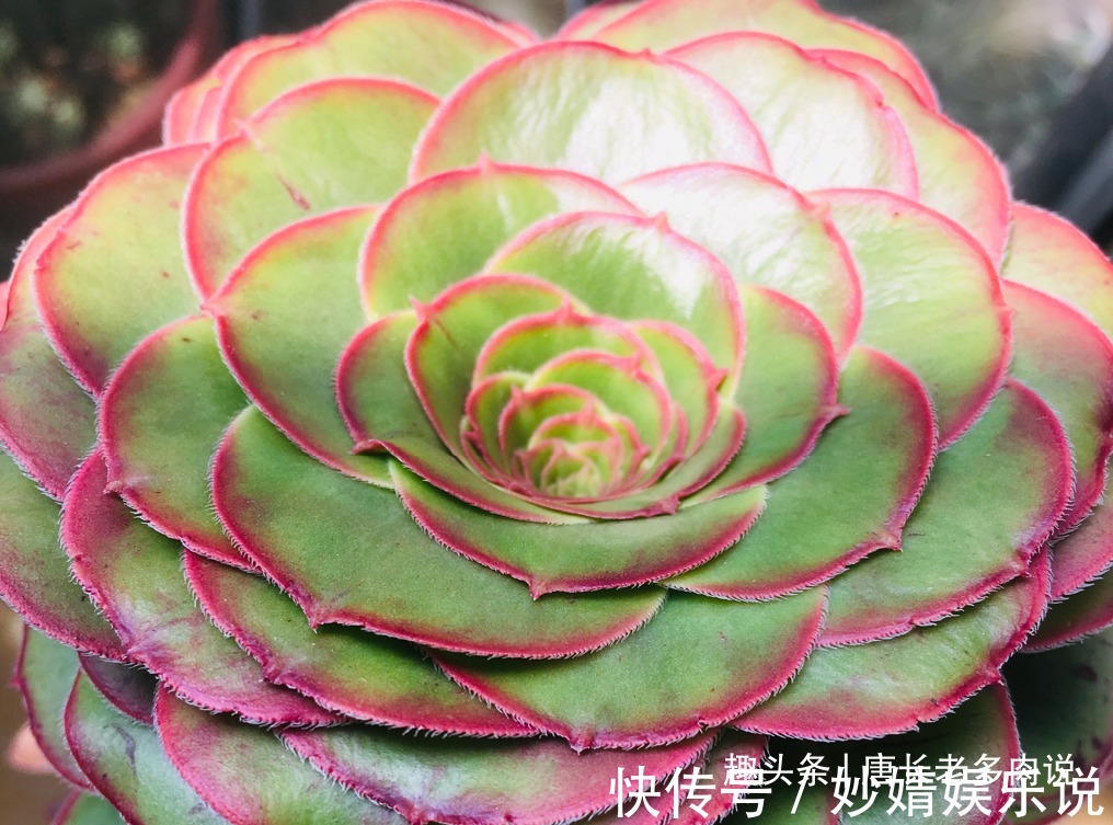 能长2米以上的多肉见过没有?那就是法师中的巨无霸——艳姿法师