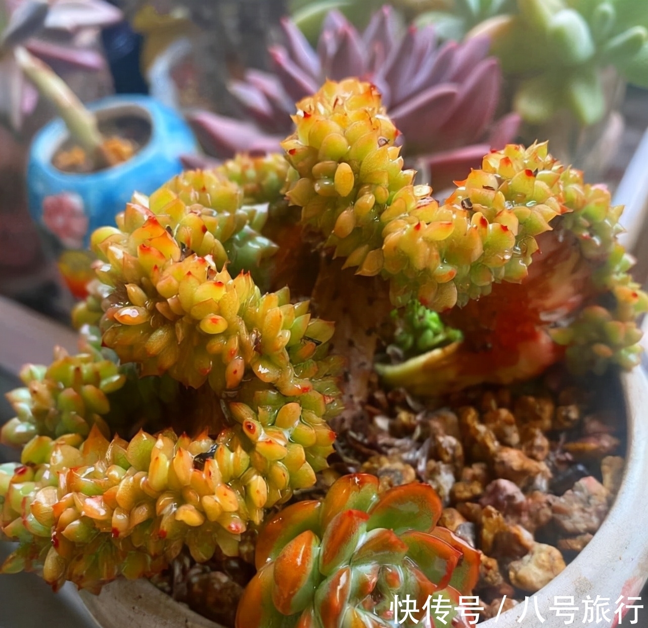 花卉|这“三种花”需要旱养,不能被雨淋,叶子也不能沾水,可别大意了