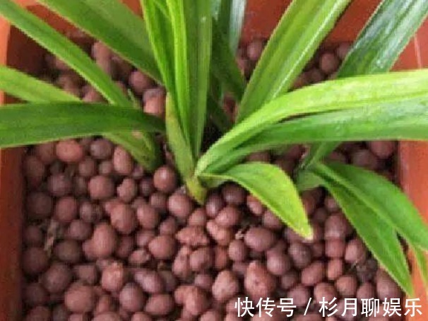 涨势|养花就用几种“神器”，花盆不积水，植物涨势好不烂根