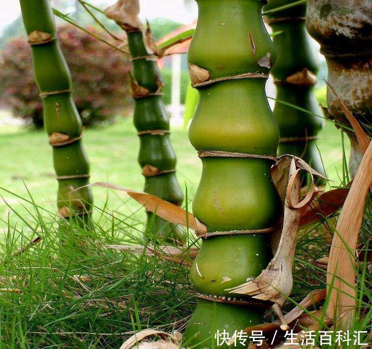 风水|家里养上5种“竹”,吉祥“好运”,清雅大气,添福又添丁