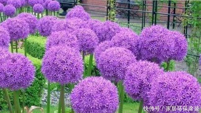 4种花养家里,号称“开花机器”,一开就是一年,开成花园