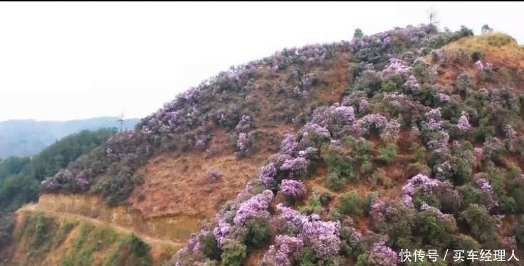 湖南怀化：这里近三百亩杜鹃花开了，绝美