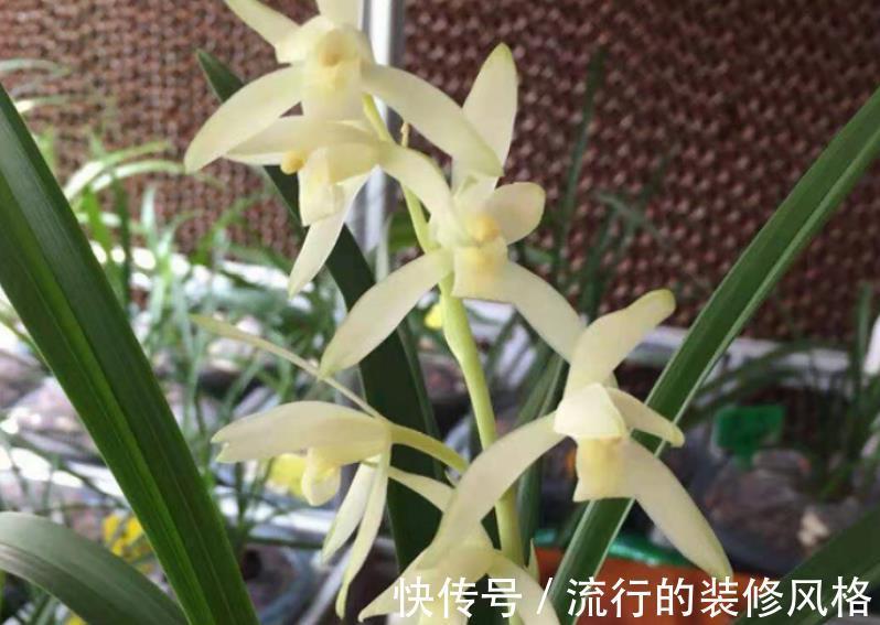 黄叶|秋冬室内盆栽兰花，暖气一开叶子就干尖泛黄，该怎么预防挽救？