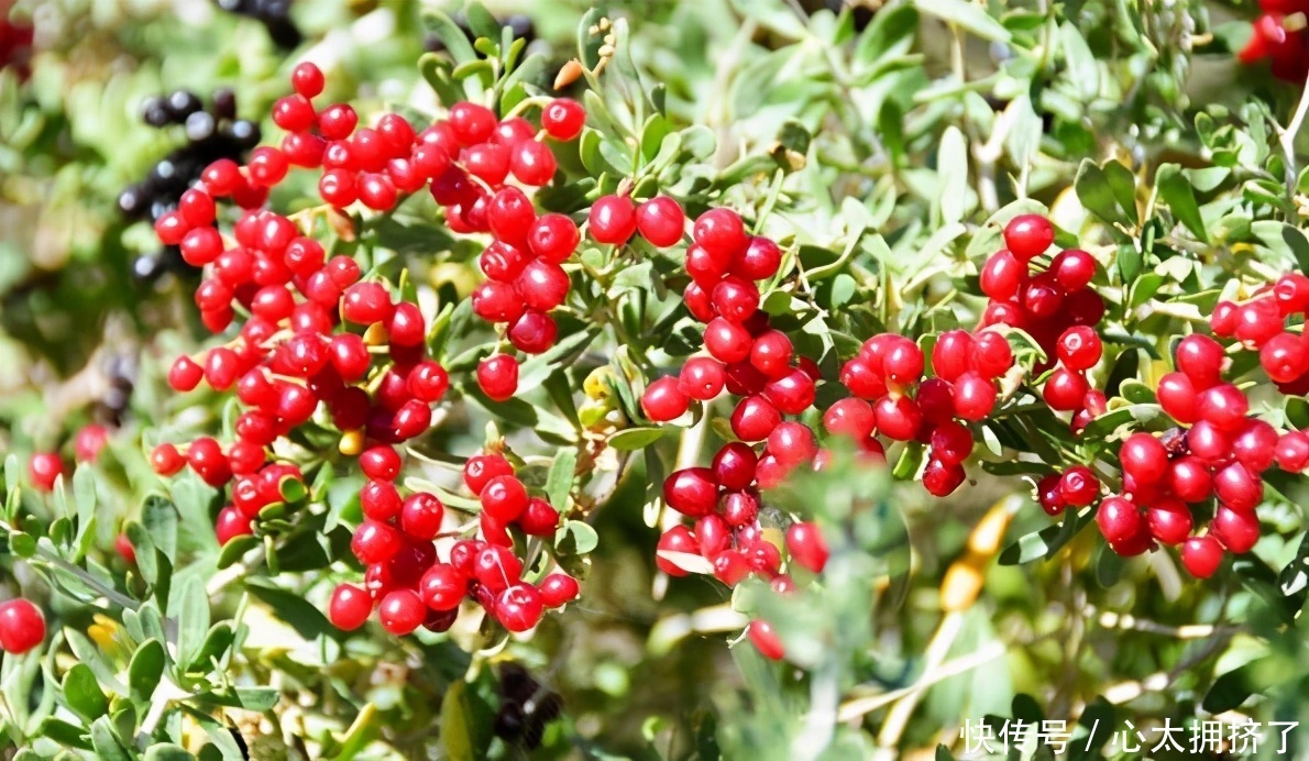 滋润|女性推荐常吃3种食物,美容养生、滋润肌肤,越吃越年轻