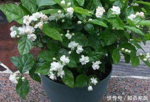 养护|3种花,一开就是一夏天,花苞一个挨着一个贼漂亮