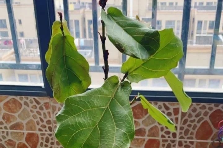 花养成光杆司令，别扔了、还有救，3天起死回生！