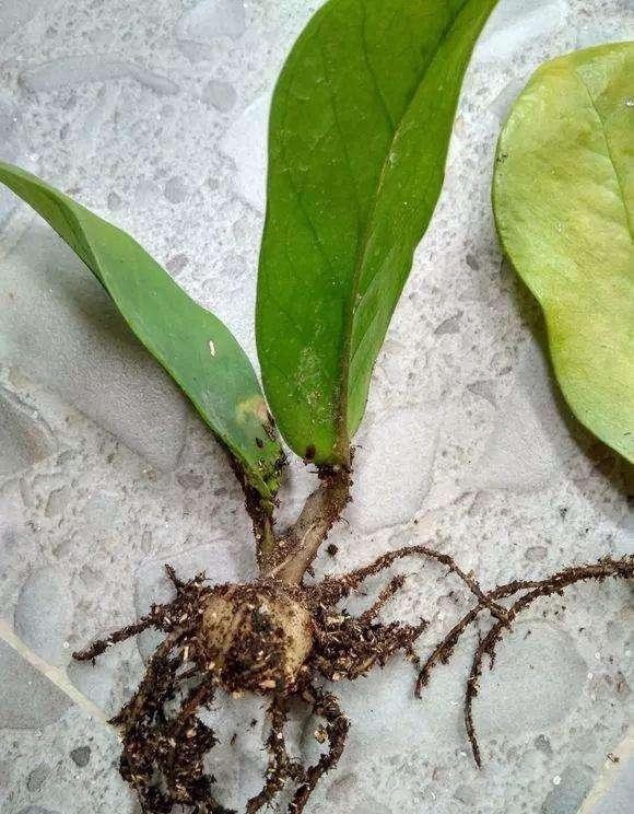 立刻|金钱树的扦插方法分享出来,金钱树立刻就会掉价