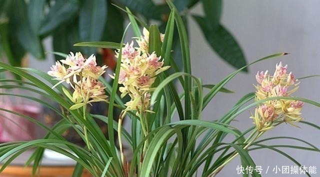 再忙也要养盆它，多瓣奇花自带香气，越冷越爱开，满屋“喷喷香”！