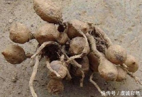 播种|“姜”丢进盆里就能活，开出漂亮“大花苞”，不仅好看、更好养