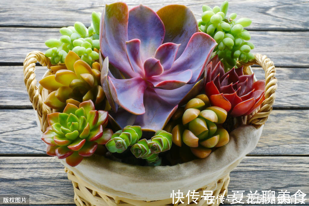 多肉植物怎么浇水?提供浇水七大知识点,让养殖多肉变得更加简单