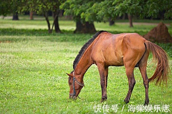 命运|生肖马4个季节4种命运，你什么季节出生，就是什么命！