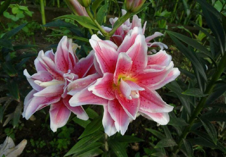 最有仙气的花卉,迷人的花朵,散发淡雅清香