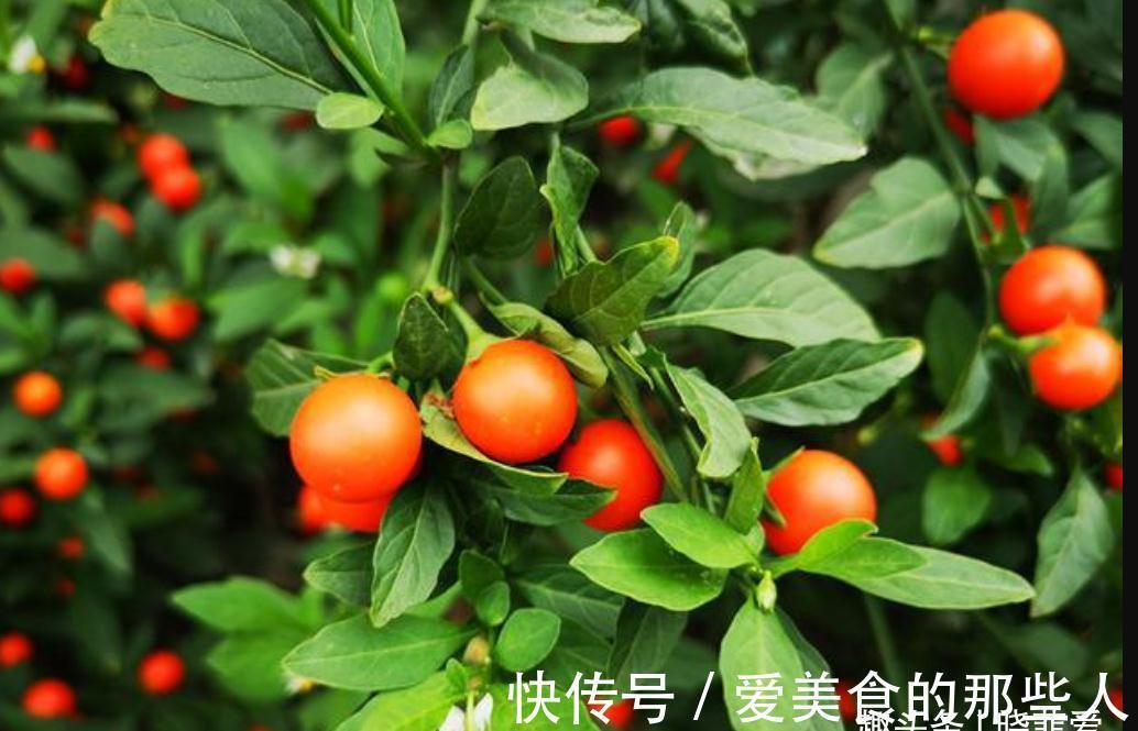 7种“吉祥果”,家里种一棵,喜气洋洋又“富贵”