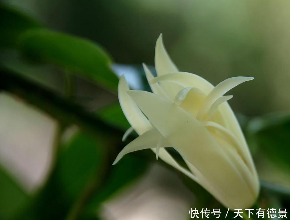 空气|4种香味超然的花卉,家里养几盆,改善家居空气