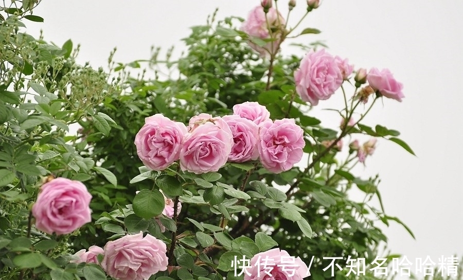 植株|4种花“欠修理”,不修不旺,剪剪花多,别舍不得