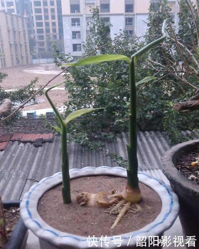 教你在家种生姜，掰个小姜芽，夏天埋土里，不出两个月长成山