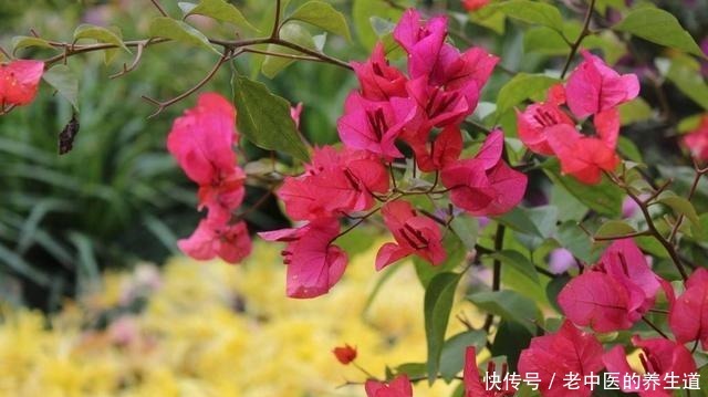 这2种花选个“枝条”,直接插盆里,养1盆活1盆,成功率真高!