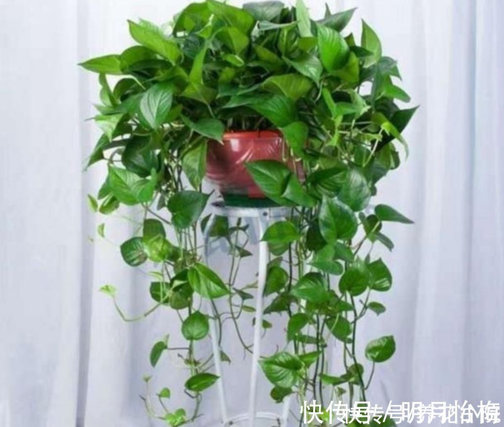 黄叶|朋友看到我养绿萝,让我赶紧扔掉,理由是“一棵绿萝藏七个鬼”