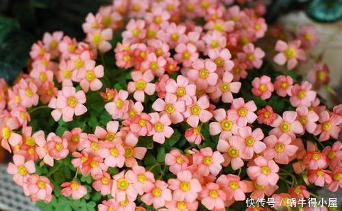 懒人|3种懒人花,根系露一半,浇水懒一些,越长越好看,值得拥有!